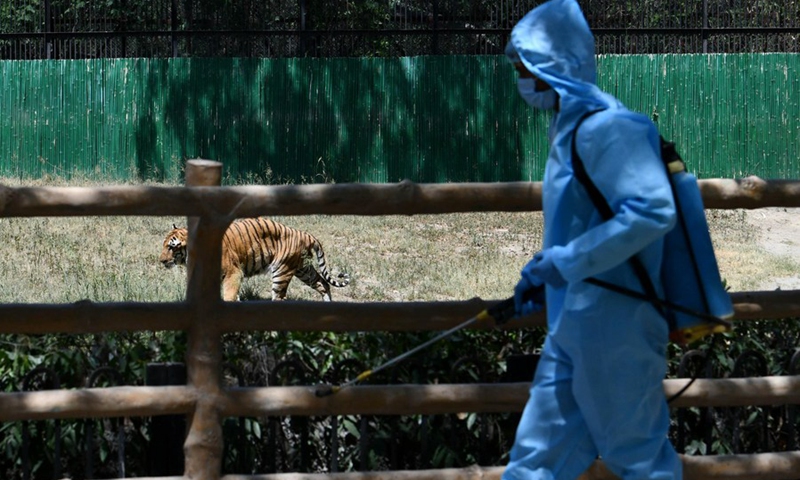 A sanitization worker disinfects the tiger enclosure in New Delhi, India, March 31, 2021. (Photo by Partha Sarkar/Xinhua)