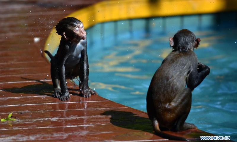 A macaque shakes water off at Nanwan Monkey Islet in Lingshui County, south China's Hainan Province, April 4, 2021. Nanwan Monkey Islet is a nature reserve with over 2500 macaques living here.(Photo: Xinhua)
