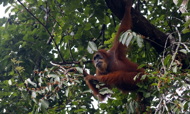 A wild Sumatran Orangutan forages at Ketambe Observational Mount Leuser National Park in Southeast Aceh, Aceh Province, Indonesia, April 4, 2021.(Photo: Xinhua)