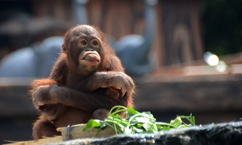 A baby Sumatran Orangutan eats sweet potatoes at Batu Secret zoo park on the occasion of the International Orangutan Day in Malang, East Java, Indonesia, Aug. 19, 2020.(Photo: Xinhua)