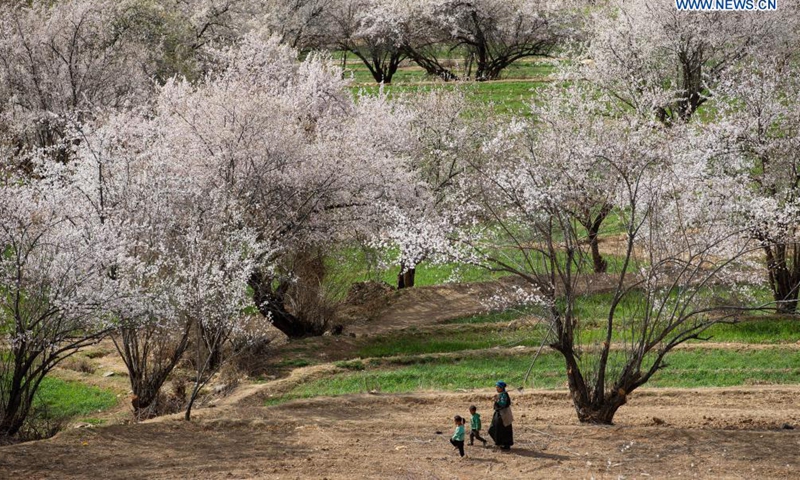 Photo taken on April 3, 2021 shows the scenery of Ridang Village of Baisong Town in Derong County, southwest China's Sichuan Province. Peach blossoms are in full bloom in Derong County. In recent years, the local government has taken advantage of the natural resources to develop rural tourism and helped increase villagers' income. (Photo:Xinhua)