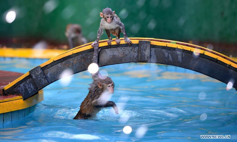Macaques have fun at Nanwan Monkey Islet in Lingshui County, south China's Hainan Province, April 4, 2021. Nanwan Monkey Islet is a nature reserve with over 2500 macaques living here.(Photo: Xinhua)