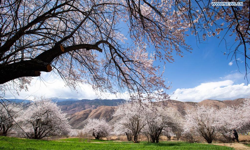 Photo taken on April 3, 2021 shows the scenery of Ridang Village of Baisong Town in Derong County, southwest China's Sichuan Province. Peach blossoms are in full bloom in Derong County. In recent years, the local government has taken advantage of the natural resources to develop rural tourism and helped increase villagers' income.  (Photo:Xinhua)
