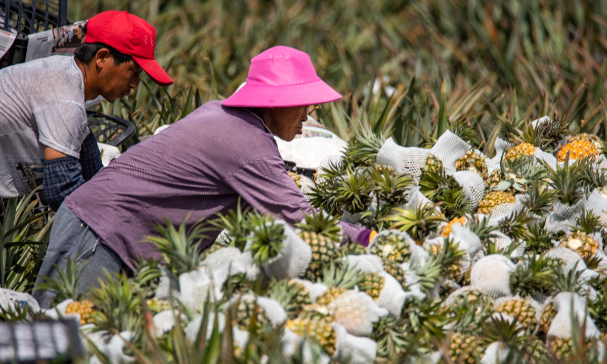 
Farmers in Qionghai, South China's Hainan Province, pick pineapples on Monday. Local farmers are speeding up the pineapple harvest as demand surges during the three-day Qingming Festival holidays. Photo: CNSphoto