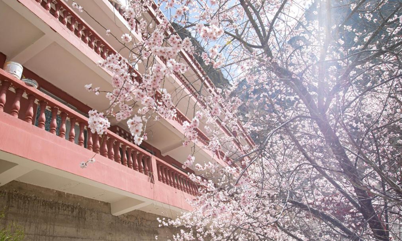 Photo taken on April 4, 2021 shows the scenery of Wengjia Temple in Zhage Village of Taiyanggu Town in Derong County, southwest China's Sichuan Province. Peach blossoms are in full bloom in Derong County. In recent years, the local government has taken advantage of the natural resources to develop rural tourism and helped increase villagers' income.  (Photo:Xinhua)