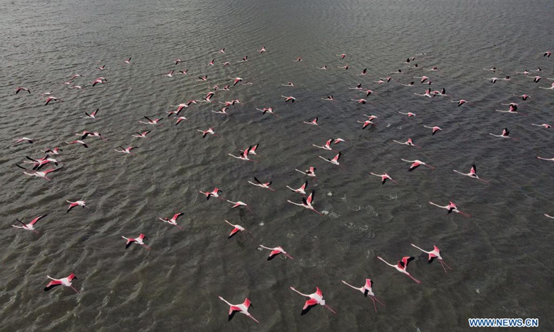 Aerial photo taken on April 4, 2021 shows a flamboyance of flamingos flying over Mogan Lake in Ankara, Turkey.(Photo: Xinhua)