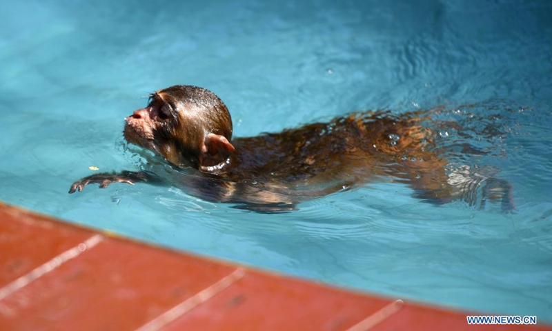 A macaque swims at Nanwan Monkey Islet in Lingshui County, south China's Hainan Province, April 4, 2021. Nanwan Monkey Islet is a nature reserve with over 2500 macaques living here(Photo: Xinhua)