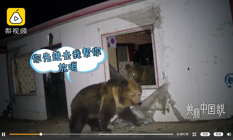 Footage from a video circulating online showing several brown bears going in and out of a small house in Northwest China's Qinghai Province recently amazed netizens. Photo: screenshot of Pear Video on Sina Weibo.