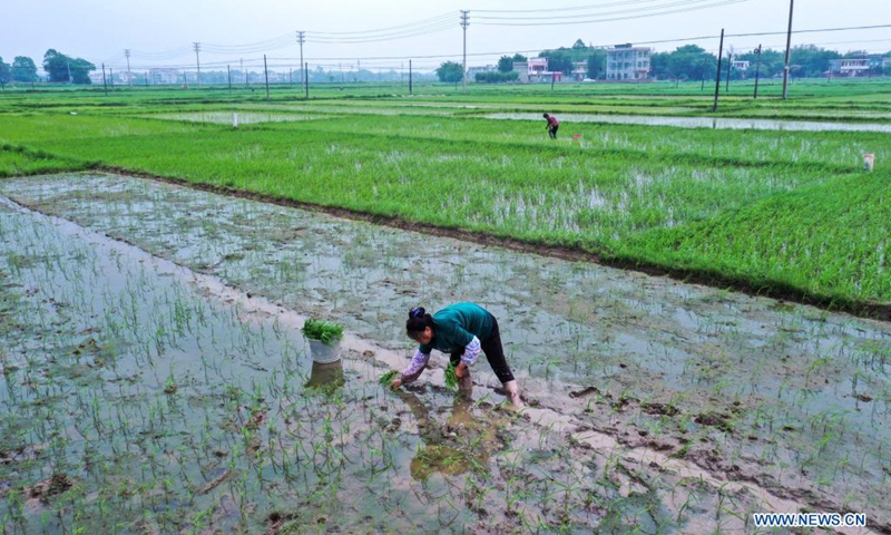 Aerial photo taken on April 5, 2021 shows farmers transplanting rice seedlings in Hengshan Village of Kangxiling Township, Qinzhou City, south China's Guangxi Zhuang Autonomous Region. As the temperature gradually rises around the time of Qingming Festival, farming activities are in full swing across the country, from the north to the south.(Photo: Xinhua)