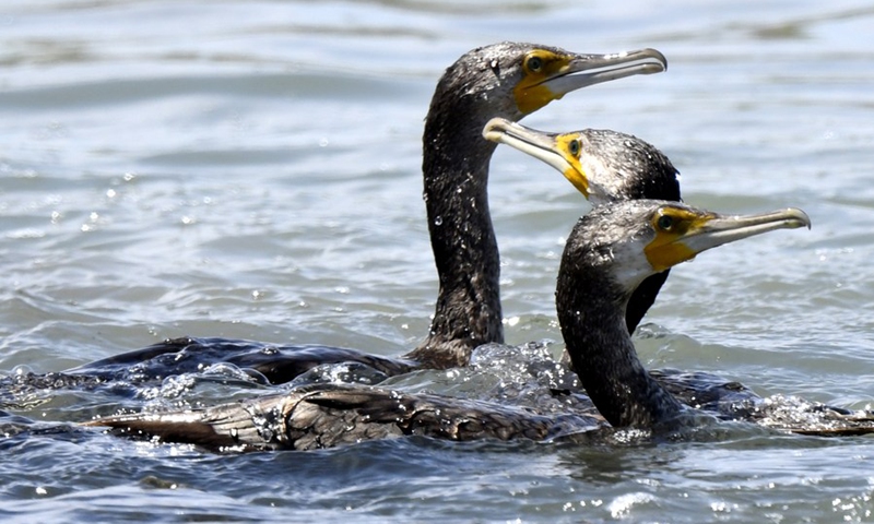 Great cormorants forage at a beach in Jahra Governorate, Kuwait, April 4, 2021.(Photo: Xinhua)