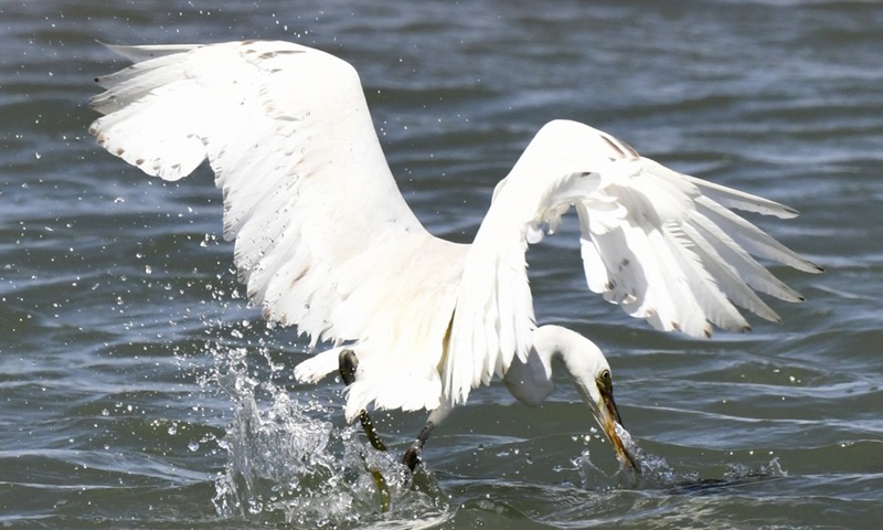 An egret forages at a beach in Jahra Governorate, Kuwait, April 4, 2021.(Photo: Xinhua)