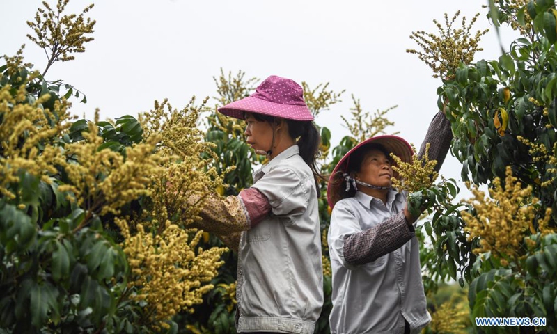 Farmers work in an orchard in Qingcao Village, Jiulong County, Qinzhou City, South China's Guangxi Zhuang Autonomous Region, April 5, 2021. As the temperature gradually rises at the time From the Qingming Festival, agricultural activities are in full swing across the country from north to south. (Photo: Xinhua)