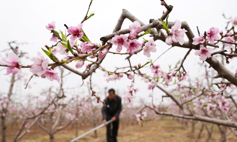 A farmer weeds in a peach orchard in Hekou Town of Shunping County, north China's Hebei Province, April 5, 2021. As the temperature gradually rises during the Qingming Festival period , agricultural activities are in full swing across the country, from north to south. (Photo: Xinhua)