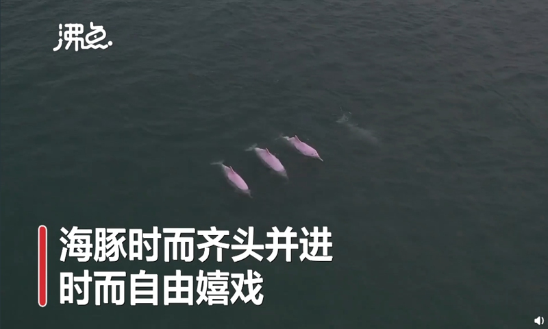 The color of newborn Chinese White Dolphins is usually dark gray, which will gradually fade as they grow, and sometimes even turn pink when they reach adulthood. Photo: screenshot of Feidian Video on Sina Weibo. 