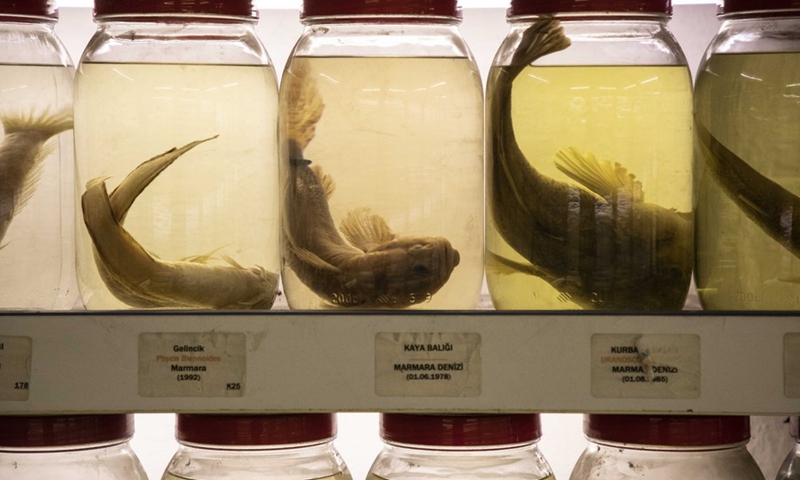 The photo taken on March 30, 2021 shows some of the 585 sea fish specimens collected by the only fish museum in Istanbul, Turkey.(Photo: Xinhua)