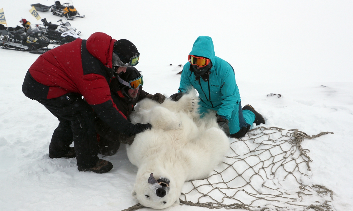 Researchers examine an anaesthetised Polar bear on Franz Joseph Land in the Arctic Ocean during the Umka 2021 expedition organised by the Russian Geographical Society. Photo: VCG