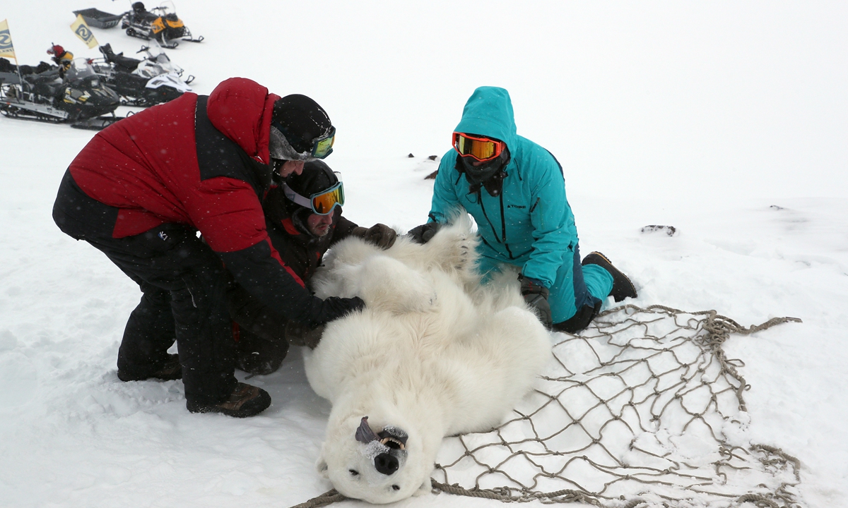 Researchers examine an anaesthetised Polar bear on Franz Joseph Land in the Arctic Ocean during the Umka 2021 expedition organised by the Russian Geographical Society. Photo: VCG