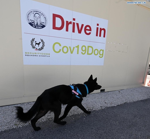 German Shepherd Harlock is trained to detect coronavirus in Rome, Italy, on April 6, 2021. In the Campus Bio-Medico University Hospital, a project has been launched to train dogs to detect the presence of coronavirus in human sweat.(Photo: Xinhua)