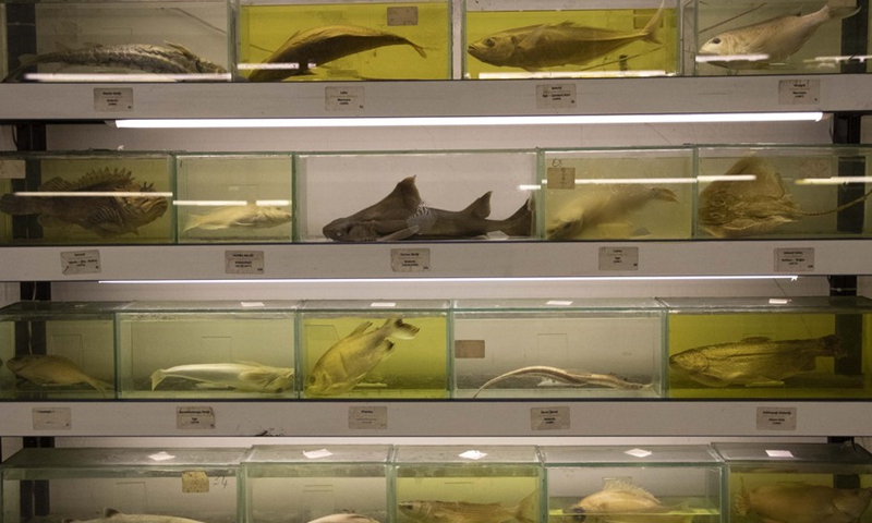 Photo taken on March 30, 2021 shows the rich collection of fish specimens at the only fish museum in Istanbul, Turkey.(Photo: Xinhua)