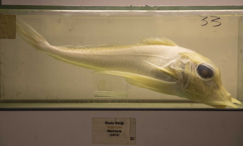 The photo taken on March 30, 2021 shows a fish specimen collected by the only fish museum in Istanbul, Turkey.(Photo: Xinhua)