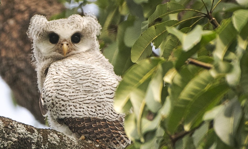 A juvenile barred eagle-owl rests on a tree in Singapore's Central Catchment Nature Reserve on April 5, 2021.(Photo: Xinhua)