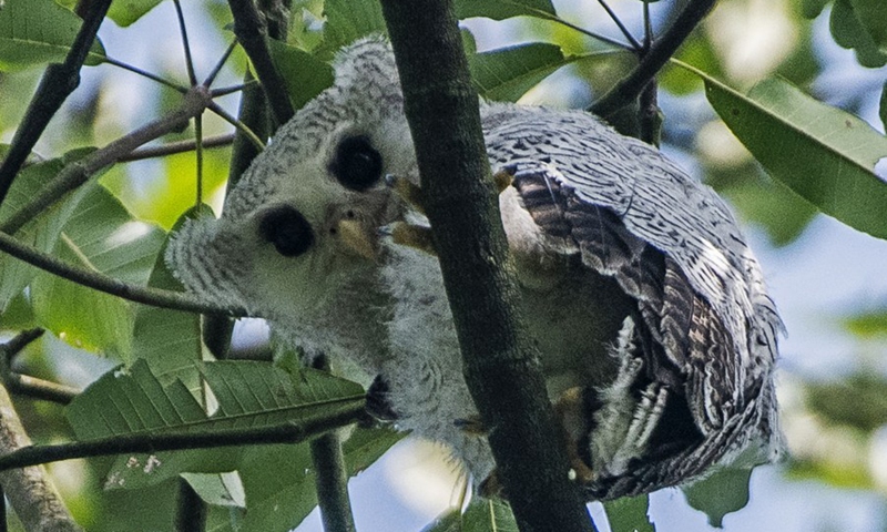A juvenile barred eagle-owl rests on a tree in Singapore's Central Catchment Nature Reserve on April 6, 2021.(Photo: Xinhua)