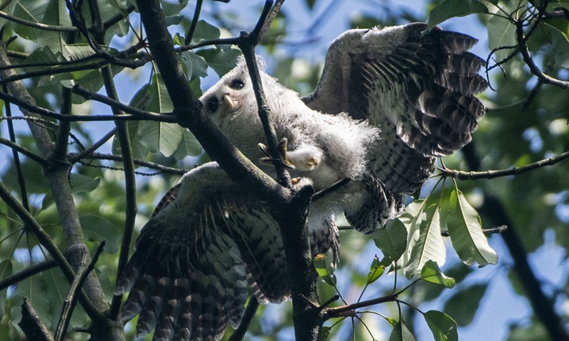 A juvenile barred eagle-owl rests on a tree in Singapore's Central Catchment Nature Reserve on April 6, 2021.(Photo: Xinhua)
