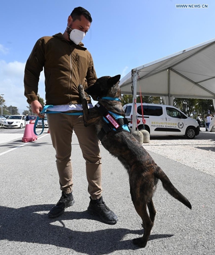 Dutch Shepherd Roma is trained to detect coronavirus in Rome, Italy, on April 6, 2021. In the Campus Bio-Medico University Hospital, a project has been launched to train dogs to detect the presence of coronavirus in human sweat.(Photo: Xinhua)