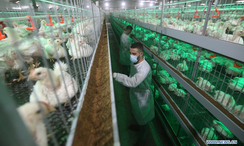 Mohammed Duhair works at his chicken farm in the southern Gaza Strip city of Rafah, April 6, 2021. Mohammed Duhair, a Palestinian man from Rafah city, established a modern chicken farm using green light to create a comfortable atmosphere for chickens.(Photo: Xinhua)