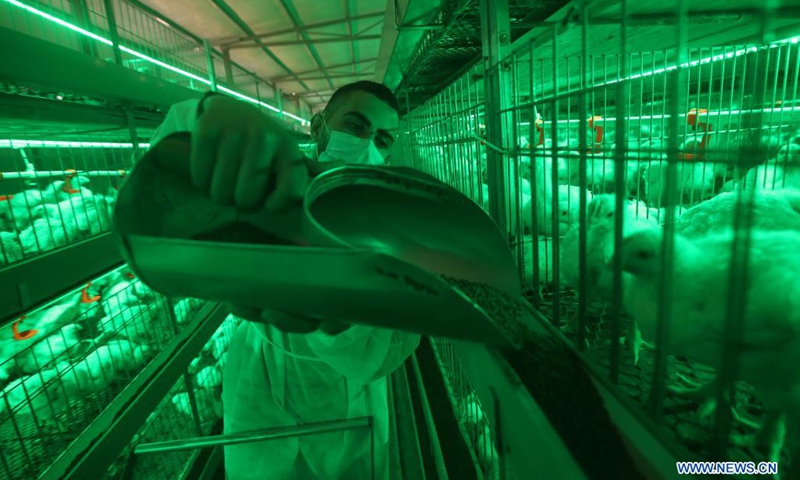 Mohammed Duhair works at his chicken farm in the southern Gaza Strip city of Rafah, April 6, 2021. Mohammed Duhair, a Palestinian man from Rafah city, established a modern chicken farm using green light to create a comfortable atmosphere for chickens.(Photo: Xinhua)