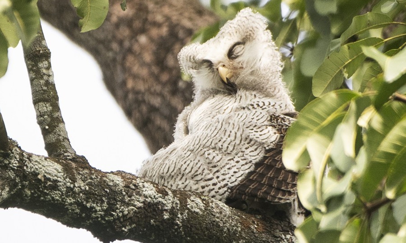 A juvenile barred eagle-owl rests on a tree in Singapore's Central Catchment Nature Reserve on April 6, 2021.(Photo: Xinhua)
