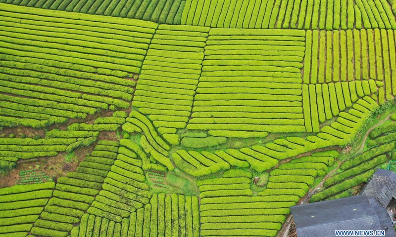 Aerial photo taken on April 7, 2021 shows tea gardens in Shengzi Village of Hefeng County, Enshi Tujia and Miao Autonomous Prefecture, central China's Hubei Province.(Photo: Xinhua)