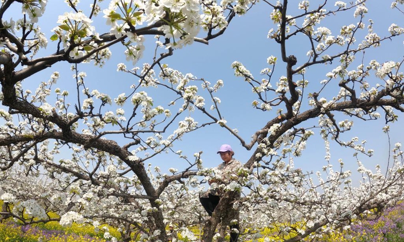 A farmer pollinates pear flowers at a pear orchard in Zhoujiazhuang Township of Jinzhou City, north China's Hebei Province, April 7, 2021.(Photo: Xinhua)