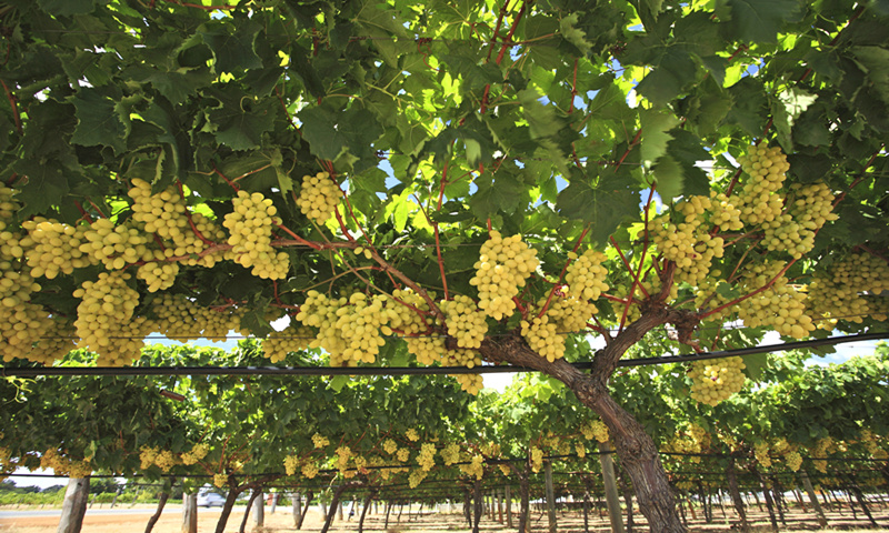 Grapes in a vineyard in Australia File photo: VCG