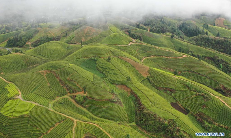 Aerial photo taken on April 7, 2021 shows tea gardens in Shengzi Village of Hefeng County, Enshi Tujia and Miao Autonomous Prefecture, central China's Hubei Province.(Photo: Xinhua)