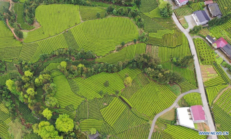 Aerial photo taken on April 7, 2021 shows tea gardens in Shengzi Village of Hefeng County, Enshi Tujia and Miao Autonomous Prefecture, central China's Hubei Province.(Photo: Xinhua)