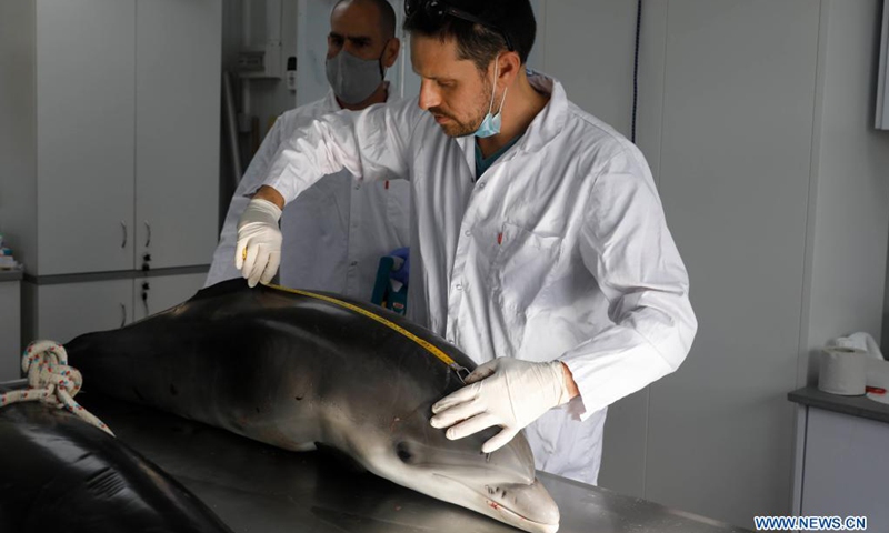 Israeli Nature and Parks Authority workers carry out an autopsy for a dead dolphin which was found on Mediterranean coast at the Morris Kahn Center for Marine Research in Ashdod, Israel, April 6, 2021. Two dead dolphins were found washed up on southern Israeli shores last Tuesday and both were taken for autopsy at Morris Kahn Center for Marine Research.(Photo: Xinhua)