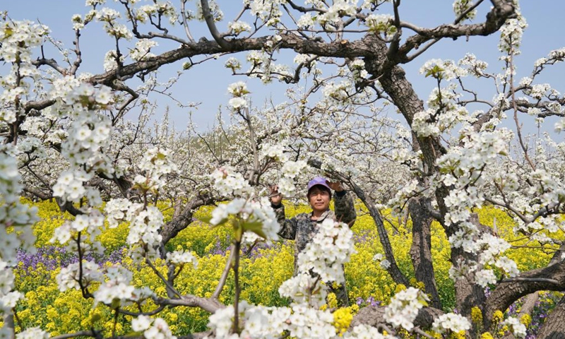 A farmer pollinates pear flowers at a pear orchard in Zhoujiazhuang Township of Jinzhou City, north China's Hebei Province, April 7, 2021.(Photo: Xinhua)