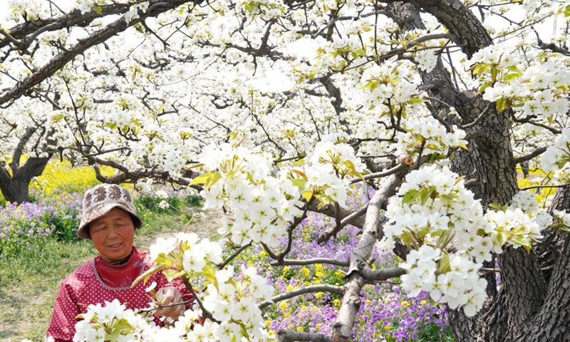 A farmer pollinates pear flowers at a pear orchard in Zhoujiazhuang Township of Jinzhou City, north China's Hebei Province, April 7, 2021.(Photo: Xinhua)