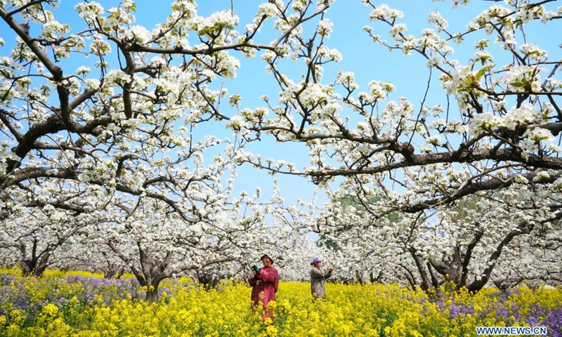 Farmers pollinate pear flowers at a pear orchard in Zhoujiazhuang Township of Jinzhou City, north China's Hebei Province, April 7, 2021.(Photo: Xinhua)