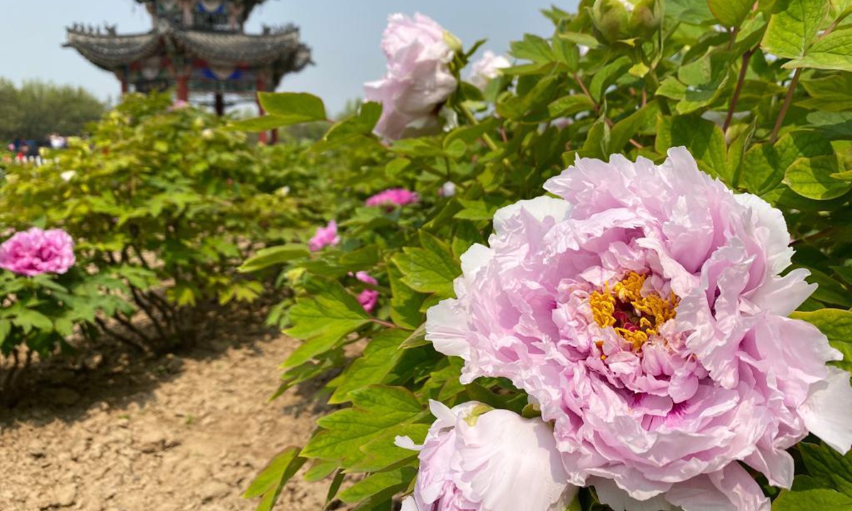 Peony flowers are seen at a peony garden in Heze City, east China's Shandong Province, April 8, 2021. Heze was named by the China Flower Association as capital of peony in China in 2012. (Xinhua/Li He)