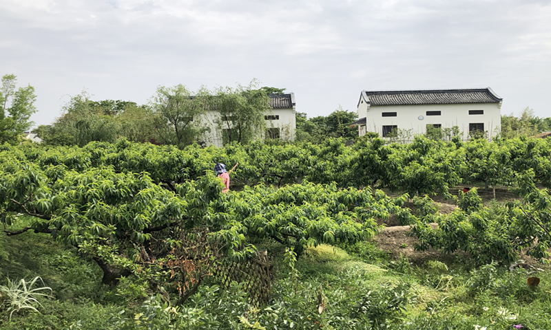 A villager tends the peach orchard garden at Wufang Village in Shanghai on Thursday. Photo: Chu Daye/GT