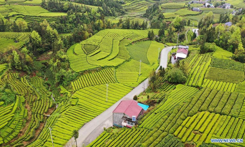 Aerial photo taken on April 7, 2021 shows tea gardens in Shengzi Village of Hefeng County, Enshi Tujia and Miao Autonomous Prefecture, central China's Hubei Province.(Photo: Xinhua)