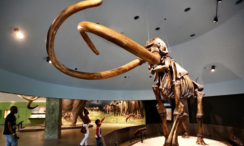 People visit the La Brea Tar Pits and Museum in Los Angeles, California, the United States, on April 8, 2021. After more than a year of COVID-19 closure, the La Brea Tar Pits and Museum in Los Angeles reopened to the public on Thursday. Museums, galleries, botanical gardens, zoos and aquariums in Los Angeles County are allowed to reopen their indoor spaces to the public at 50 percent maximum indoor occupancy after the county enters the Orange Tier.Photo:Xinhua