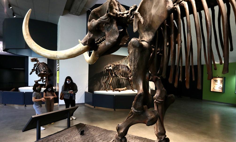 People visit the La Brea Tar Pits and Museum in Los Angeles, California, the United States, on April 8, 2021. After more than a year of COVID-19 closure, the La Brea Tar Pits and Museum in Los Angeles reopened to the public on Thursday. Museums, galleries, botanical gardens, zoos and aquariums in Los Angeles County are allowed to reopen their indoor spaces to the public at 50 percent maximum indoor occupancy after the county enters the Orange Tier.Photo:Xinhua