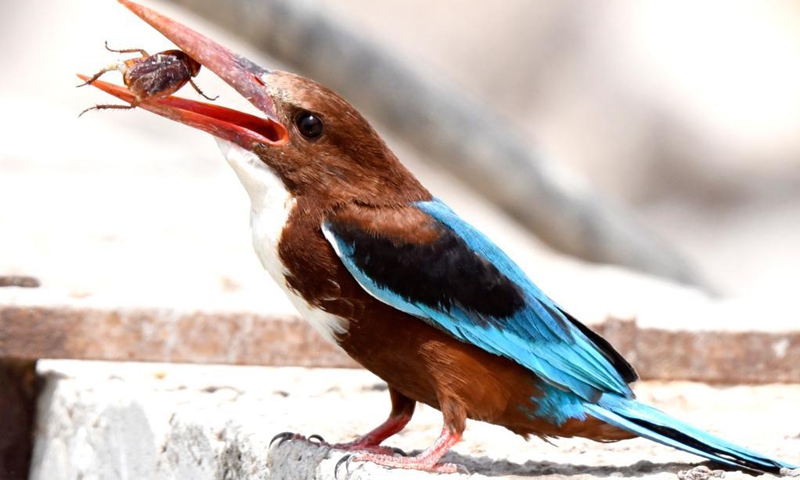 A kingfisher forages at a beach in Jahra Governorate, Kuwait, April 9, 2021.(Photo: Xinhua)