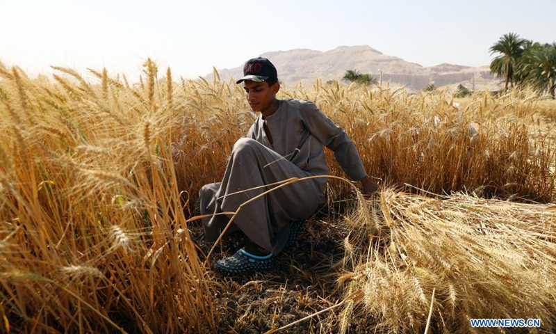 A farmer harvests wheat at fields in Luxor, Egypt, on April 9, 2021. Wheat entered harvest season in April as temperature increased in Egypt.(Photo: Xinhua)