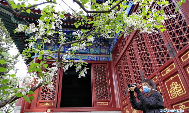 A visitor takes pictures of blooming lilacs at Fayuan Temple in Beijing, capital of China, April 11, 2021.(Photo: Xinhua)