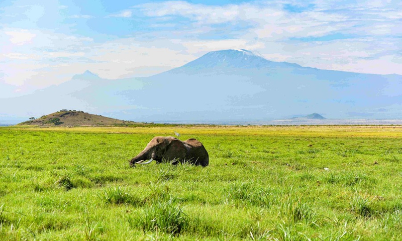 An elephant is seen at the Amboseli National Park, Kenya, May 2, 2019.(Photo: Xinhua)