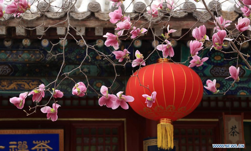 Photo taken on April 10, 2021 shows blooming magnolia flowers at Tanzhe Temple in Beijing, capital of China.(Photo: Xinhua)